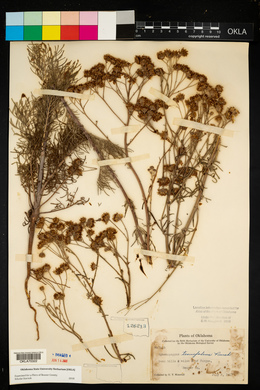 Hymenopappus tenuifolius image