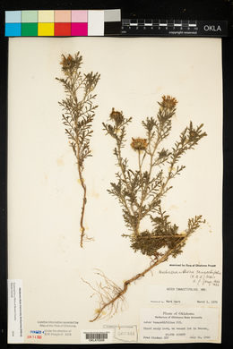 Machaeranthera tanacetifolia image