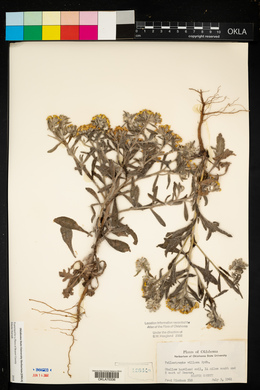 Psilostrophe villosa image
