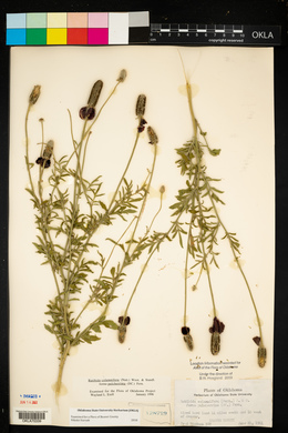 Ratibida columnifera image