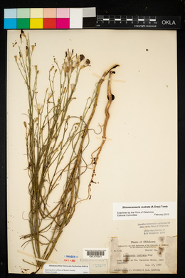 Lygodesmia rostrata image