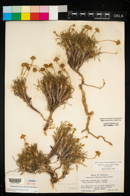 Tetraneuris scaposa var. scaposa image