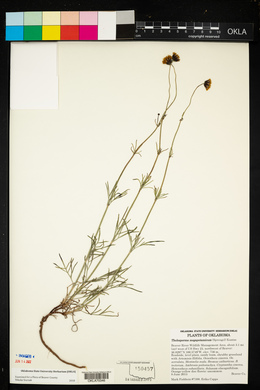 Thelesperma megapotamicum image