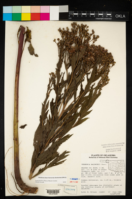 Vernonia baldwinii image