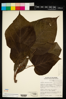 Catalpa speciosa image