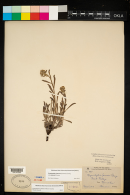 Oreocarya suffruticosa image