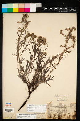 Oreocarya suffruticosa image