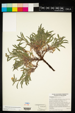 Oreocarya suffruticosa image