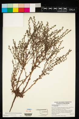 Lappula occidentalis var. occidentalis image