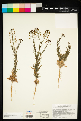 Camelina microcarpa image