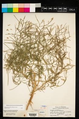 Erysimum repandum image
