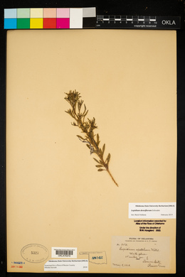 Lepidium densiflorum image