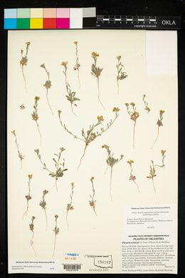 Physaria gordonii image