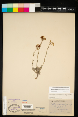 Physaria ovalifolia image
