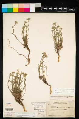 Physaria ovalifolia image