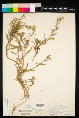 Rorippa sinuata image