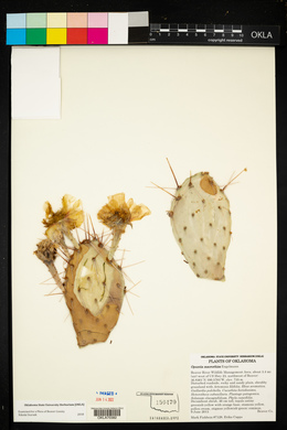 Opuntia macrorhiza image