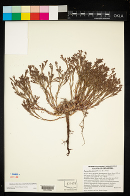 Paronychia jamesii image