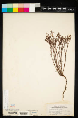 Paronychia jamesii image