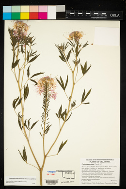 Cleomella serrulata image