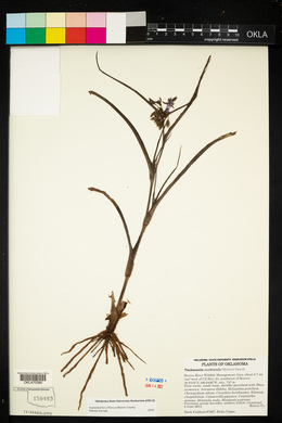 Tradescantia occidentalis image