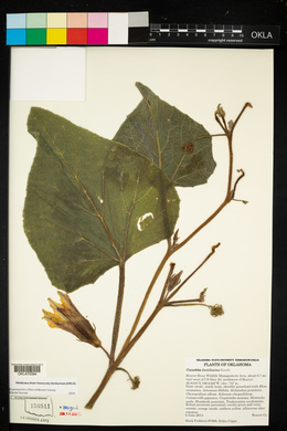 Cucurbita foetidissima image