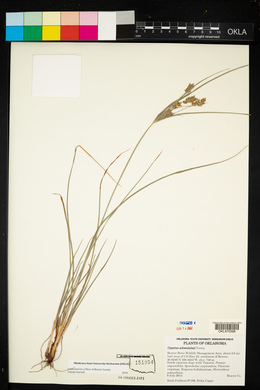 Cyperus schweinitzii image