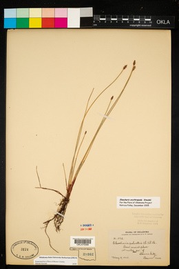 Eleocharis erythropoda image