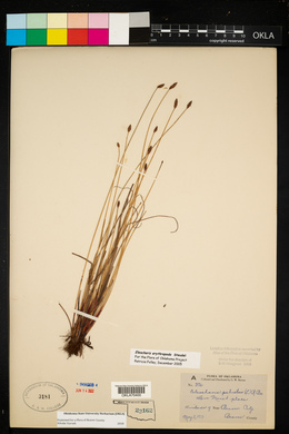 Eleocharis erythropoda image