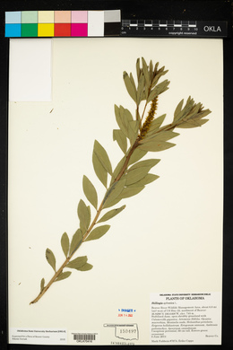 Stillingia sylvatica image