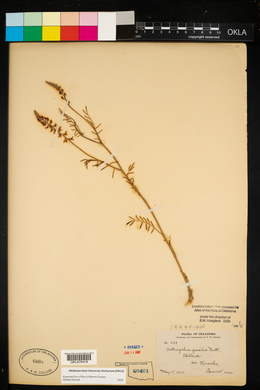 Astragalus gracilis image