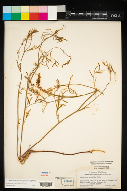 Astragalus gracilis image