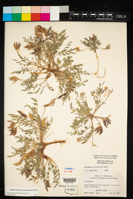 Astragalus lotiflorus image
