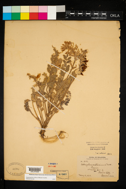 Astragalus mollissimus var. mollissimus image