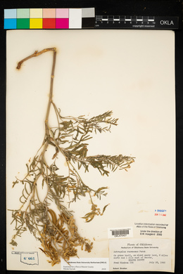 Astragalus racemosus image