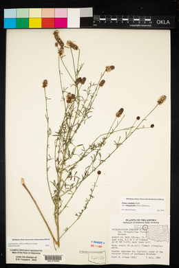 Dalea candida var. oligophylla image