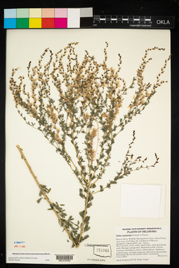 Dalea enneandra image
