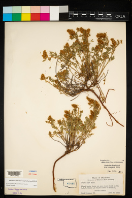 Dalea nana var. nana image