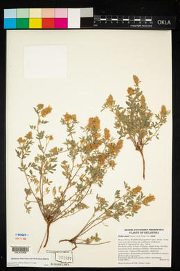 Dalea nana image
