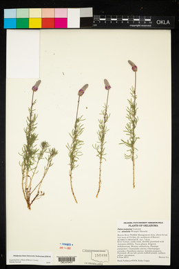 Dalea purpurea var. arenicola image