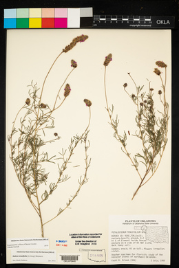 Dalea tenuifolia image
