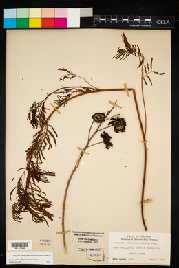 Desmanthus illinoensis image