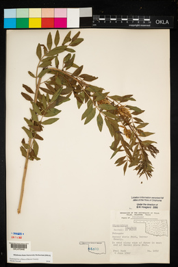 Glycyrrhiza lepidota image