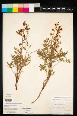 Hoffmannseggia glauca image