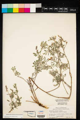 Indigofera miniata image