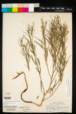 Ladeania lanceolata image