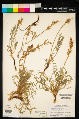 Oxytropis lambertii var. articulata image