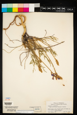 Oxytropis lambertii var. articulata image
