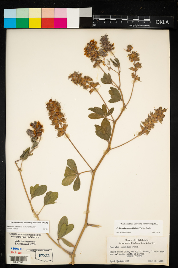 Psoralea cuspidata image