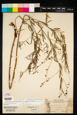 Pediomelum linearifolium image
